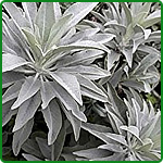 White Sage