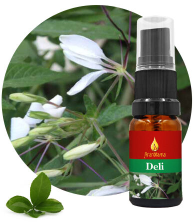 08. Deli 10 ml Ararêtama Rainforest Essences