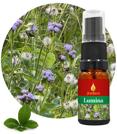 51. Lumina 10 ml Ararêtama Rainforest Essences