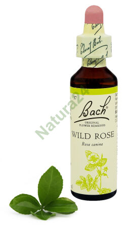 37. WILD ROSE / Dzika róża 20 ml Nelson Bach Original Flower Remedies englisch