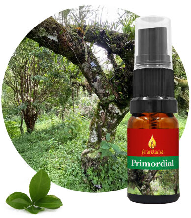 55. Primordial 10 ml Ararêtama Rainforest Essences