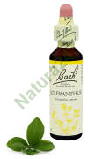 28. SCLERANTHUS / Czerwiec jednoroczny 20 ml Nelson Bach Original Flower Remedies