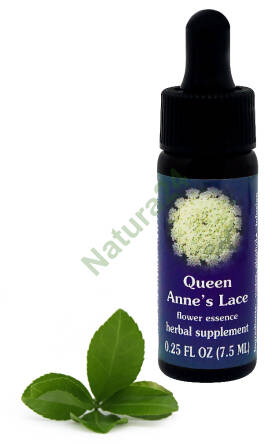 FES Queen Anne’s Lace 7,5 ml krople