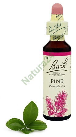 24. PINE / Sosna 20 ml Nelson Bach Original Flower Remedies englisch