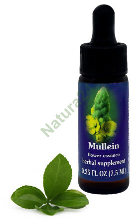 FES Mullein 7,5 ml krople
