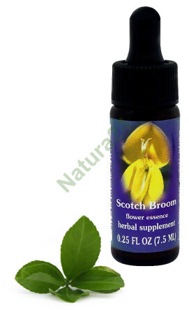 FES Scotch Broom 7,5 ml krople