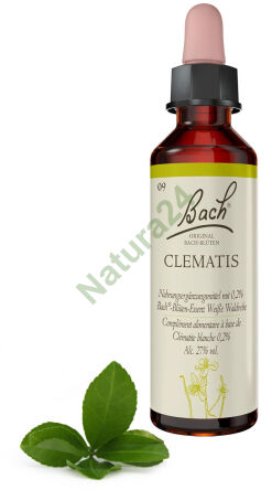 9. CLEMATIS / Powojnik pnący 20 ml Nelson Bach Original Flower Remedies deutsch