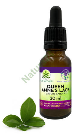 073. Queen Anne’s Lace - Kompozycja FES 20ml